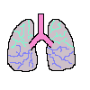 lungs1